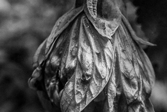 Img Exhibicion Blog Home Fotografia de una Planta