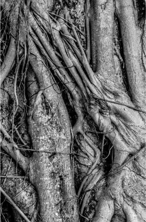 Fotografia de unas raices de un arbol